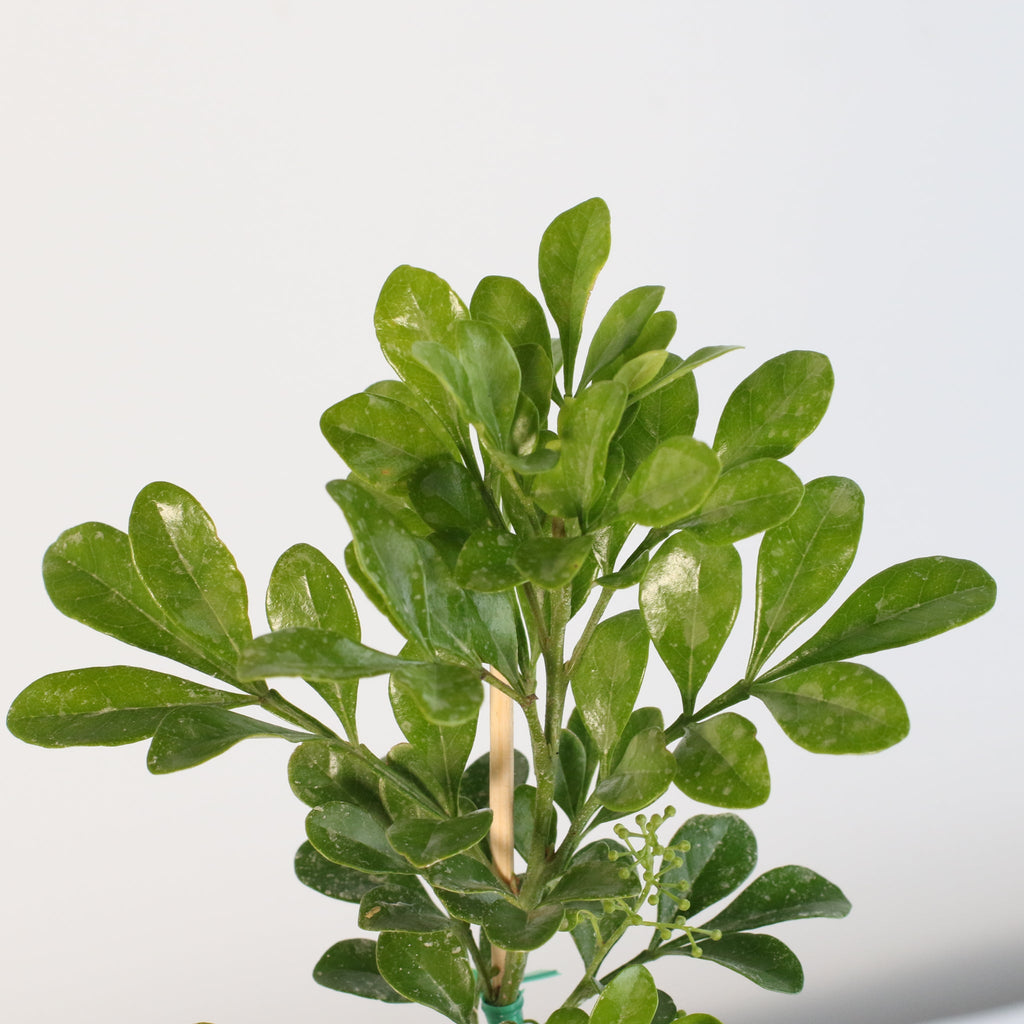 Chinese Perfume Plant