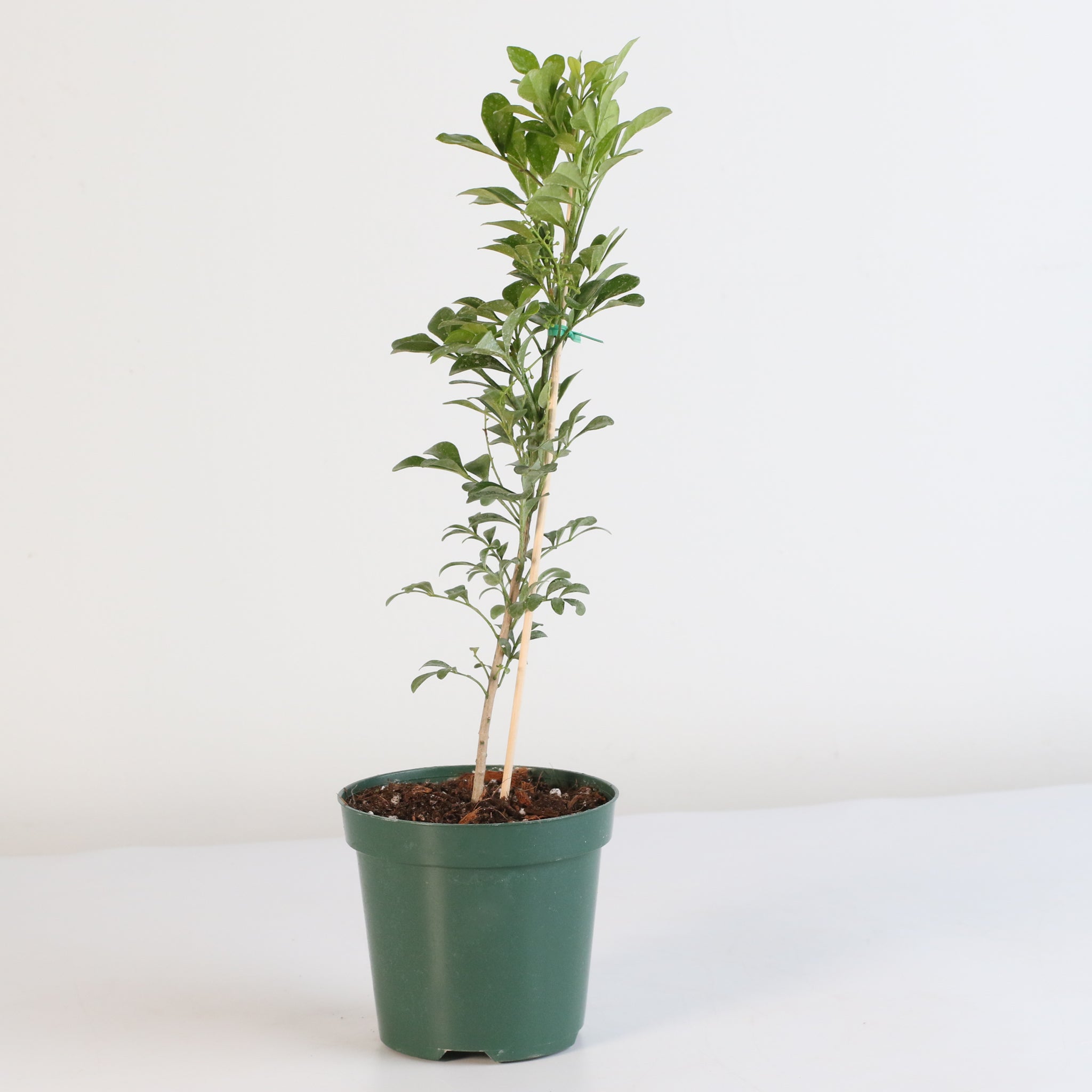 Chinese Perfume Plant