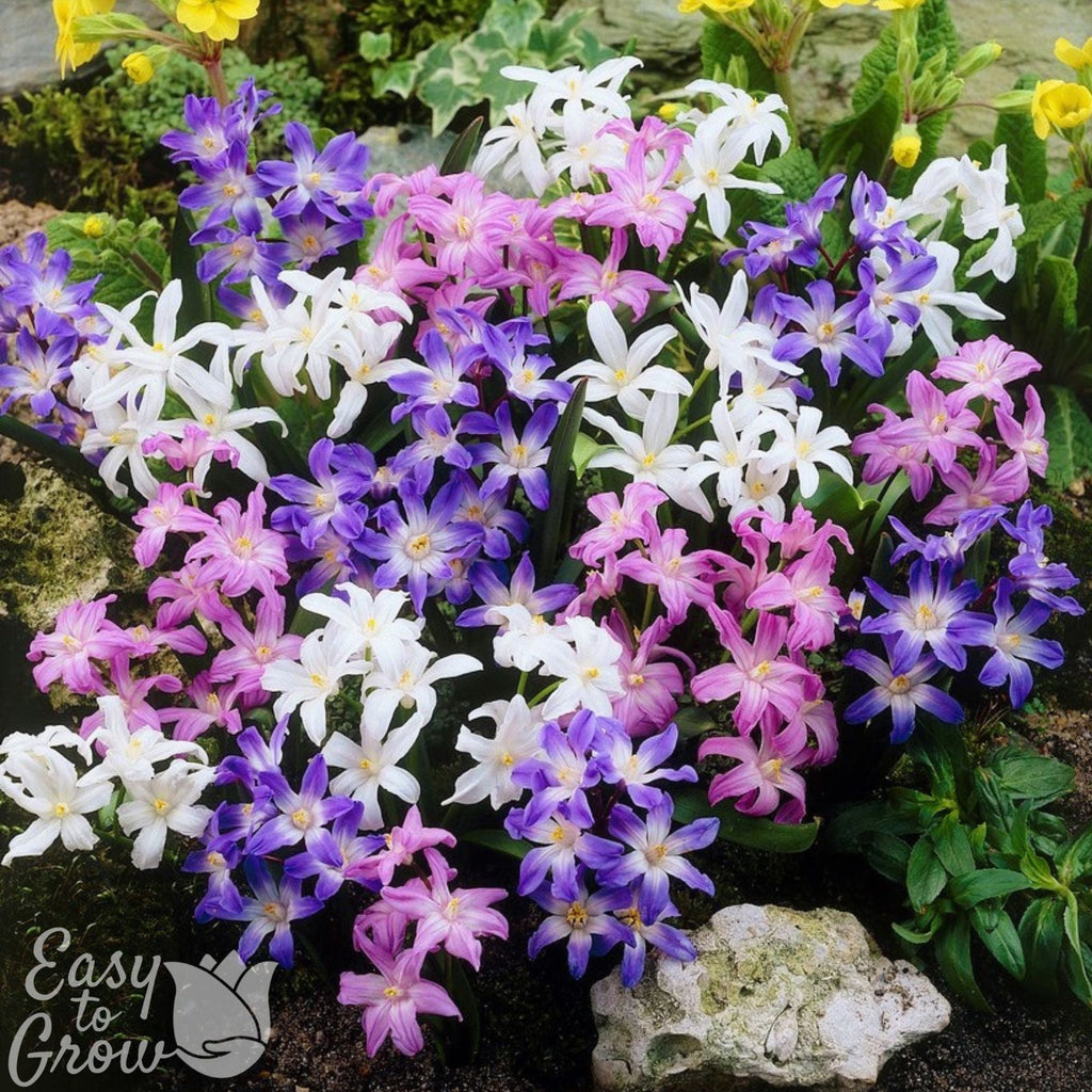 Chionodoxa - Spring Singalong Mix