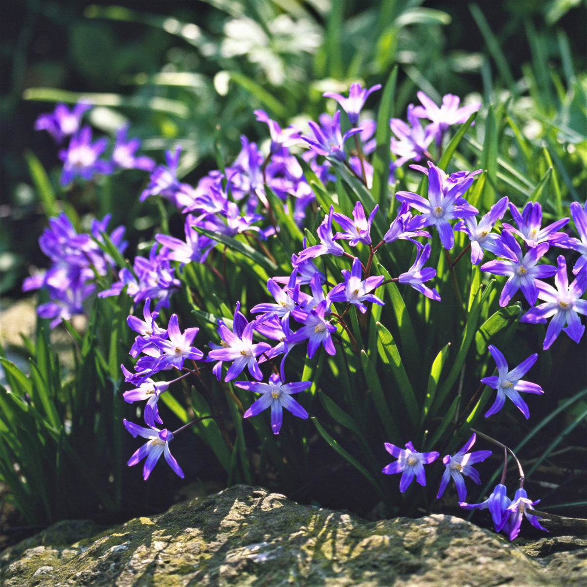 Chionodoxa - Violet Beauty