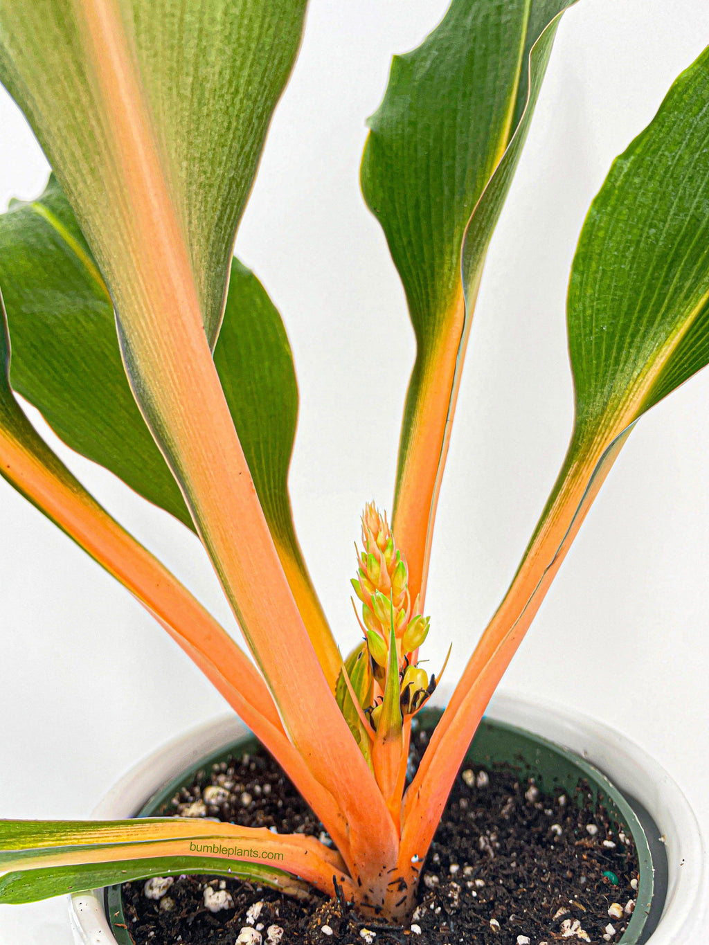 Chlorophytum 'Fire Flash' Green Orange Spider Plant