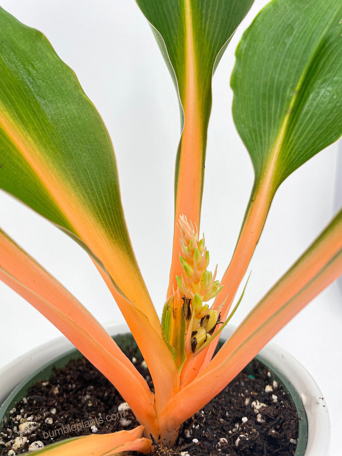 Chlorophytum 'Fire Flash' Green Orange Spider Plant