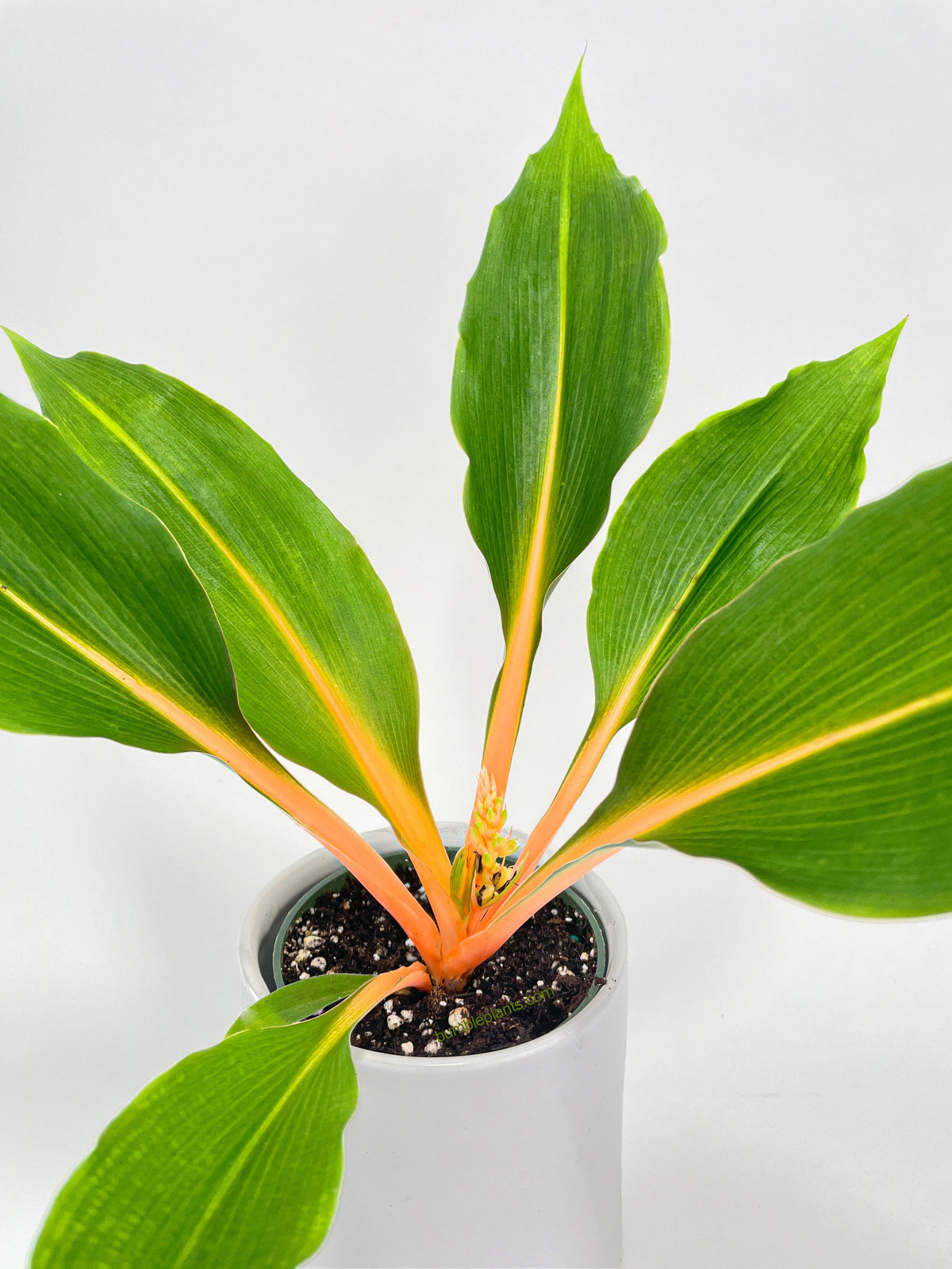 Chlorophytum 'Fire Flash' Green Orange Spider Plant