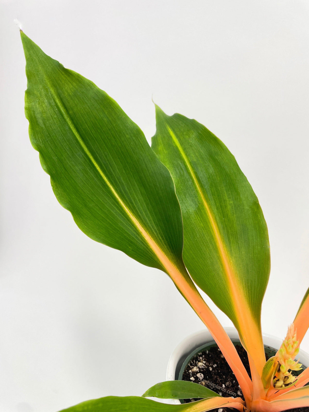 Chlorophytum 'Fire Flash' Green Orange Spider Plant