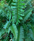 Christmas Fern - 3 root divisions