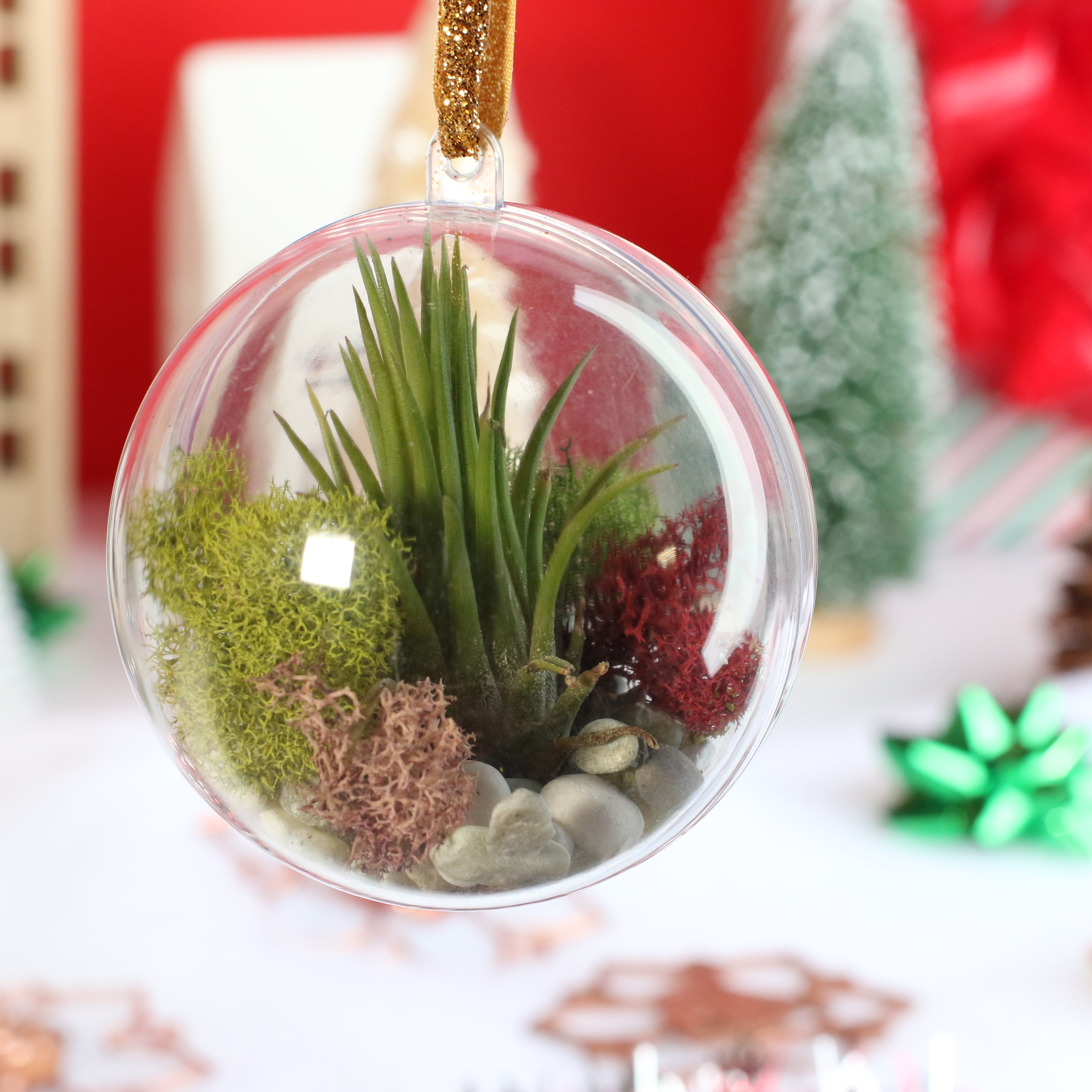 Tillandsia Air Plant Ornament