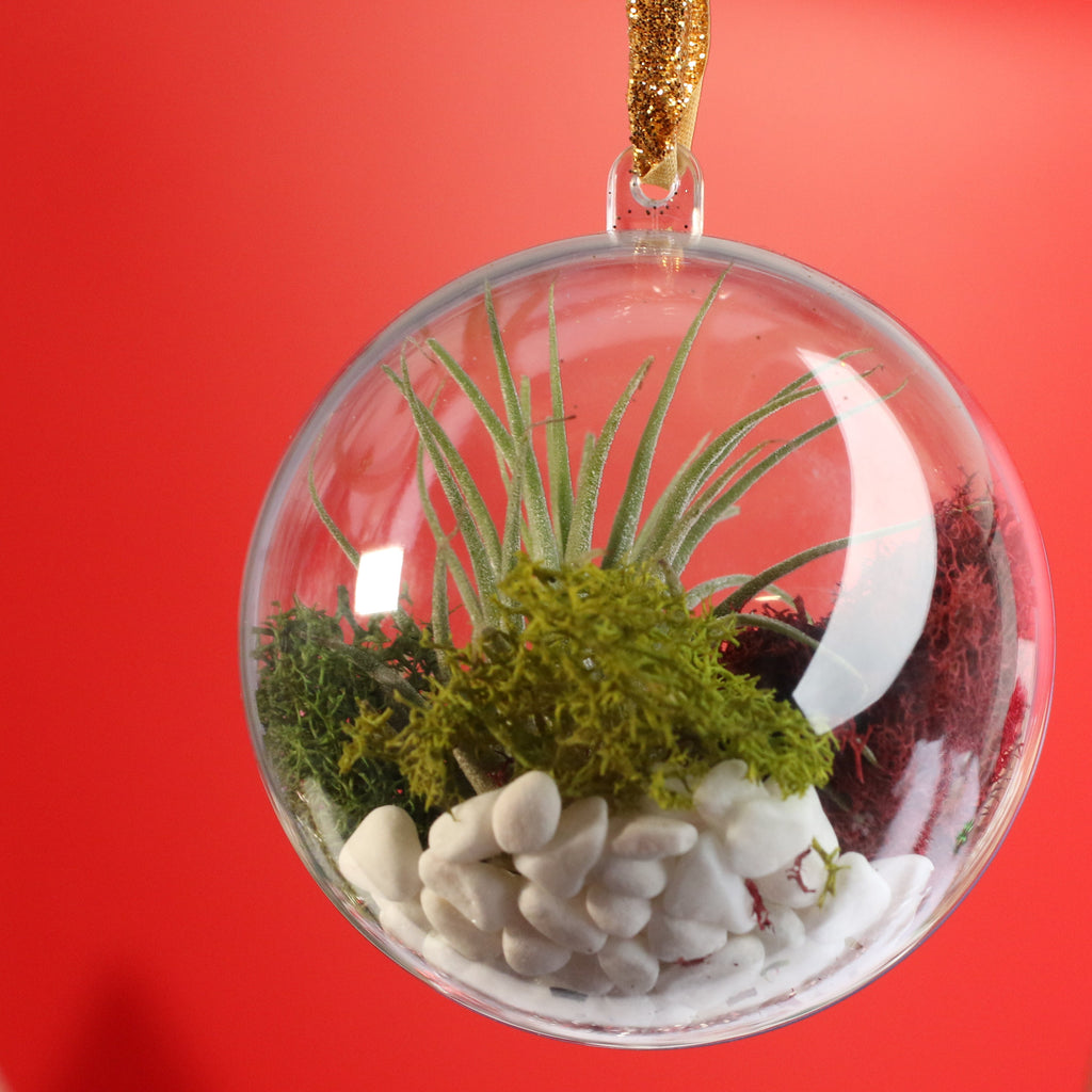 Tillandsia Air Plant Ornament