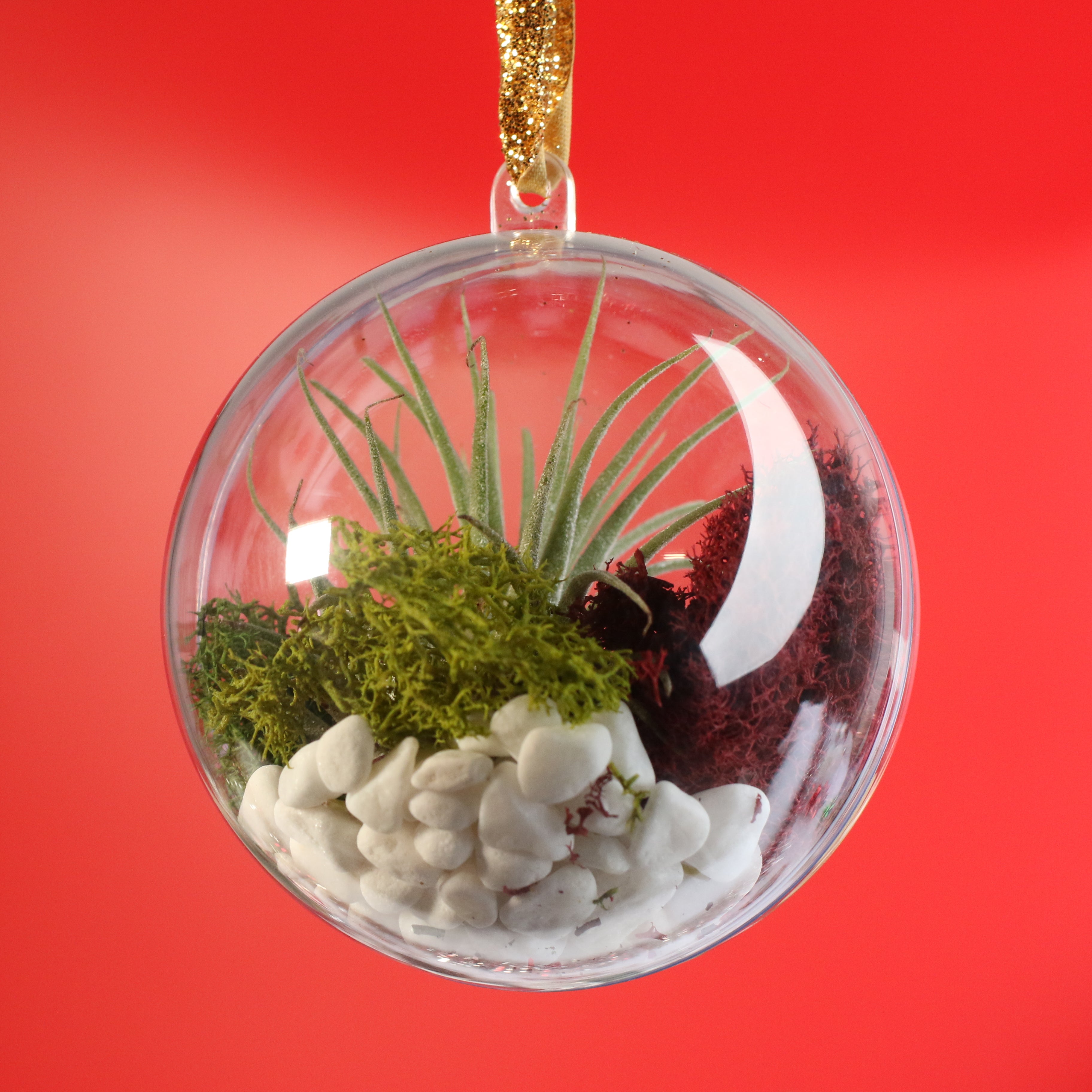 Tillandsia Air Plant Ornament