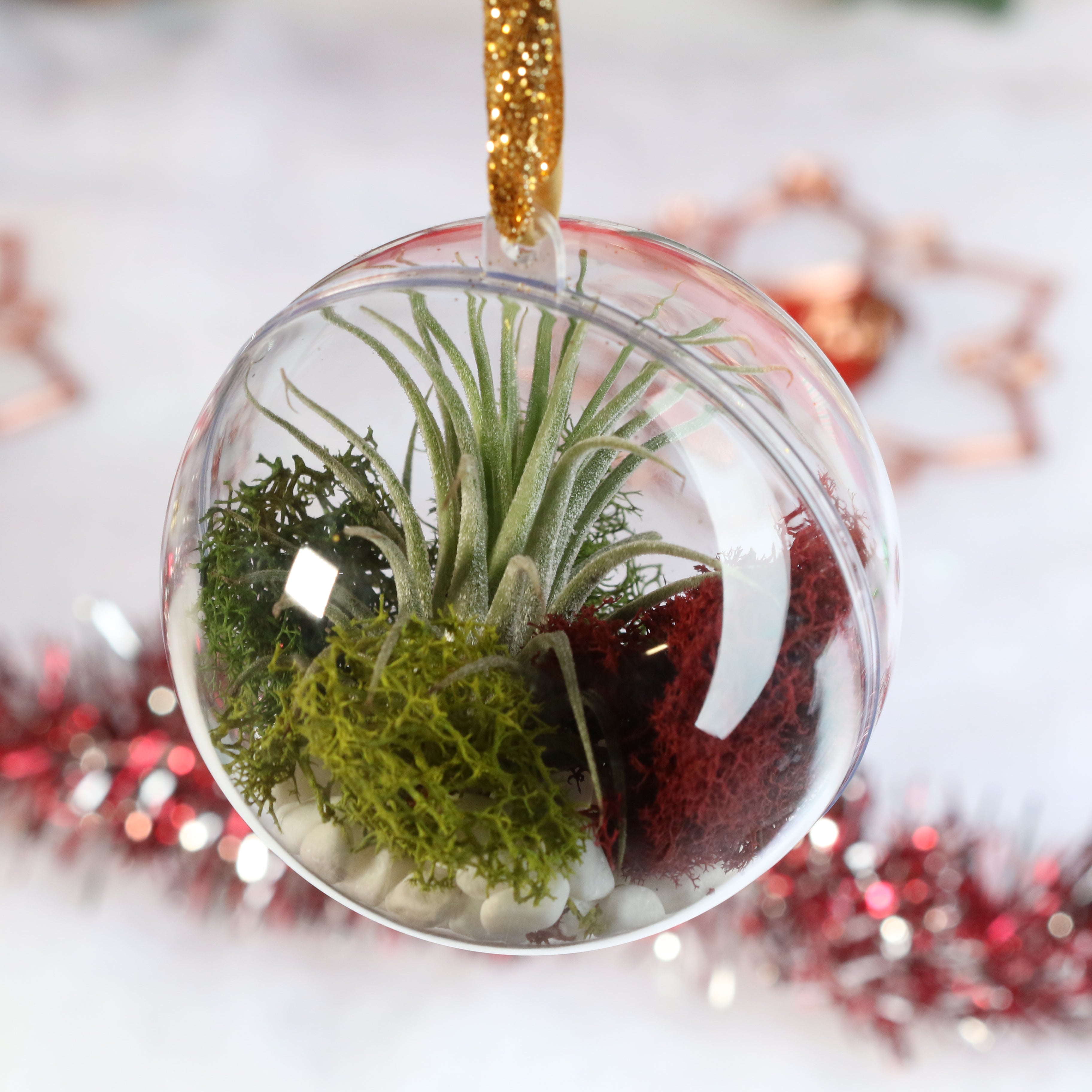 Tillandsia Air Plant Ornament