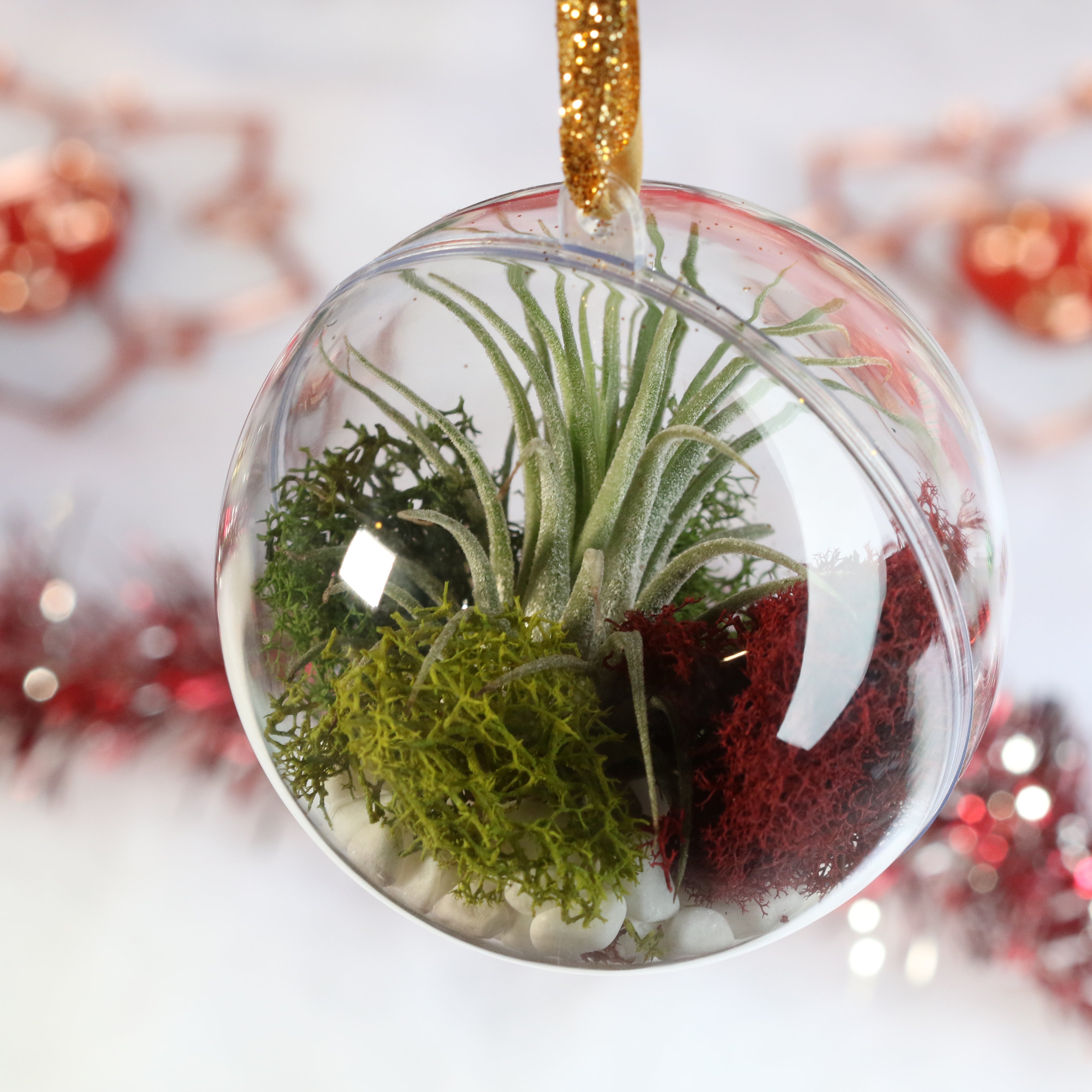 Tillandsia Air Plant Ornament