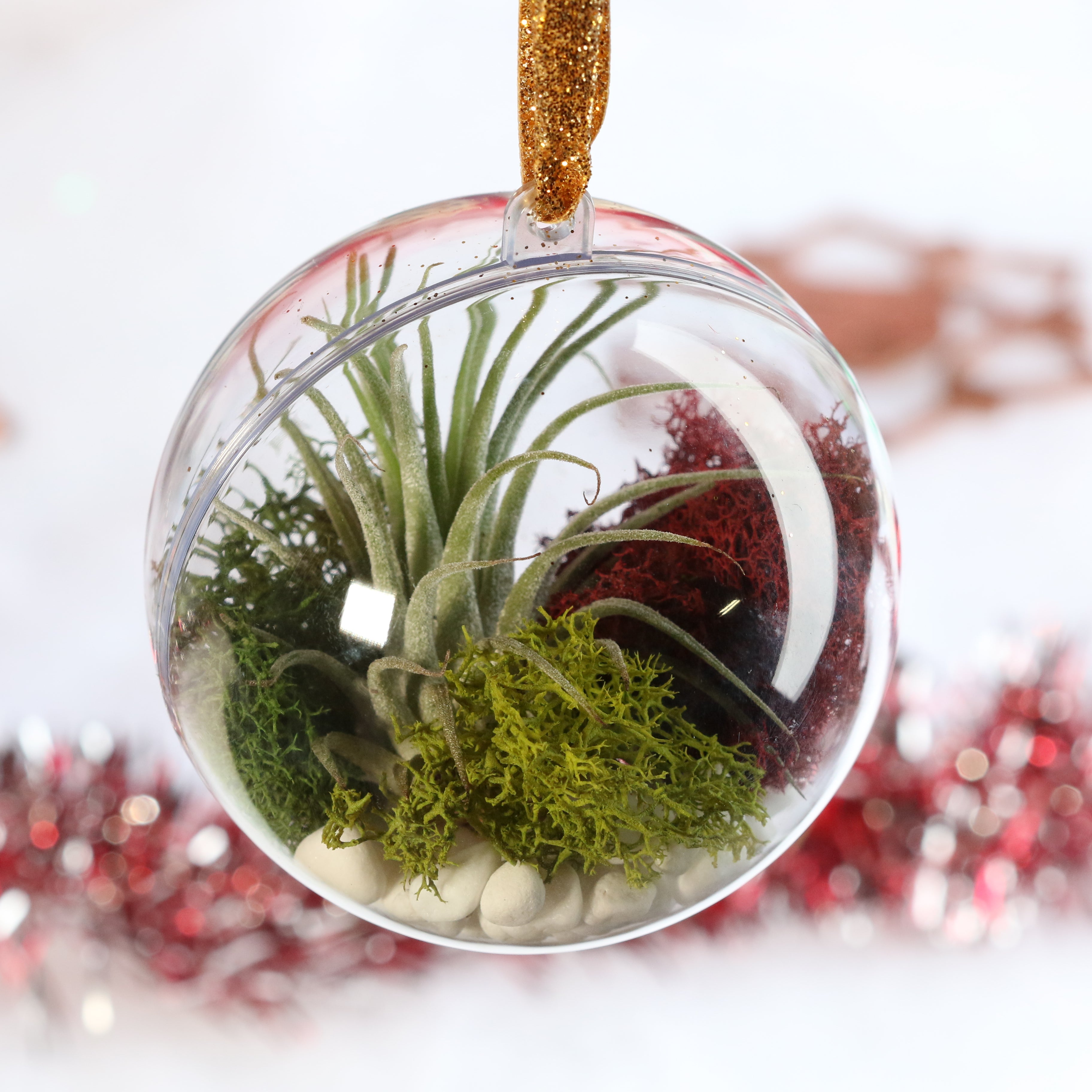 Tillandsia Air Plant Ornament