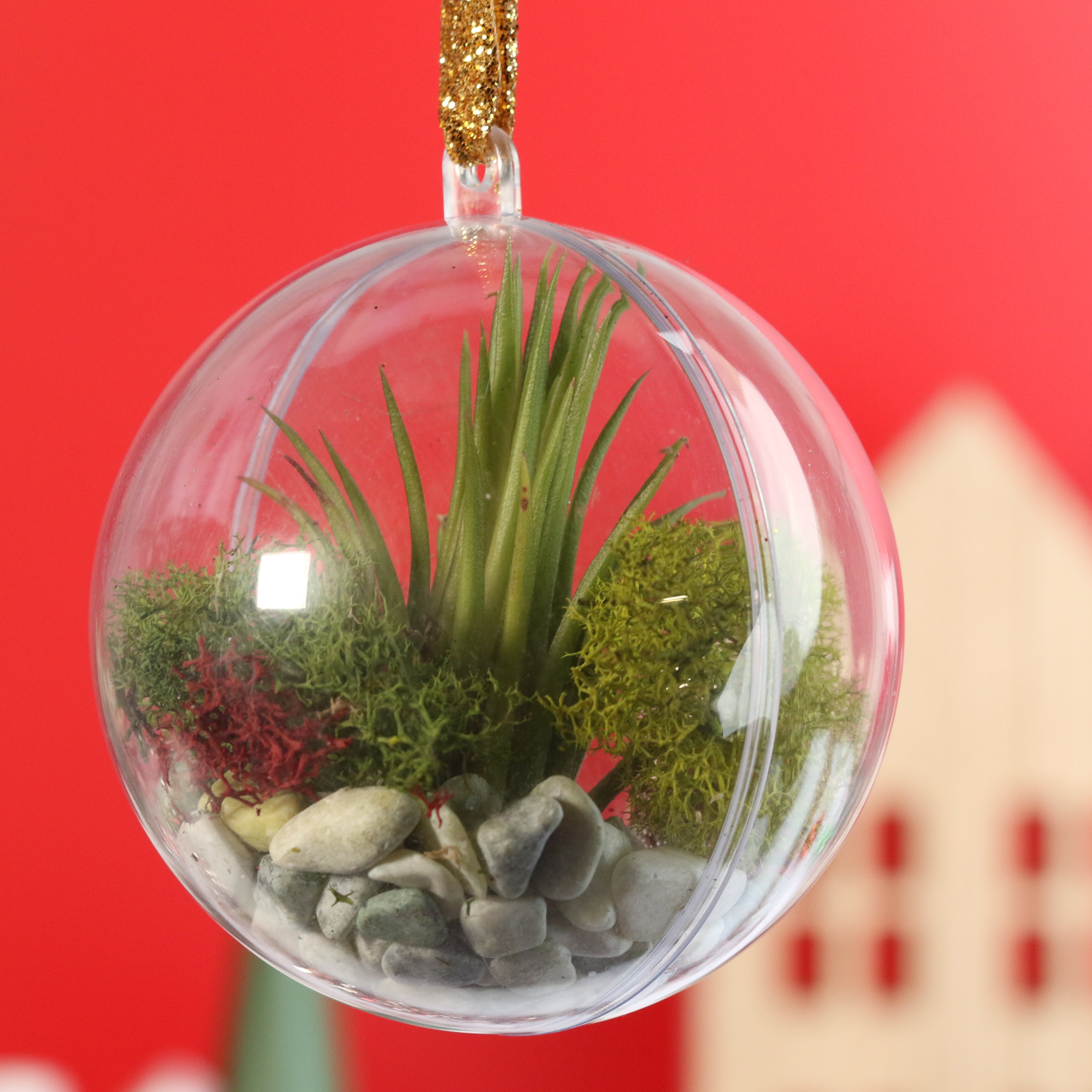Tillandsia Air Plant Ornament