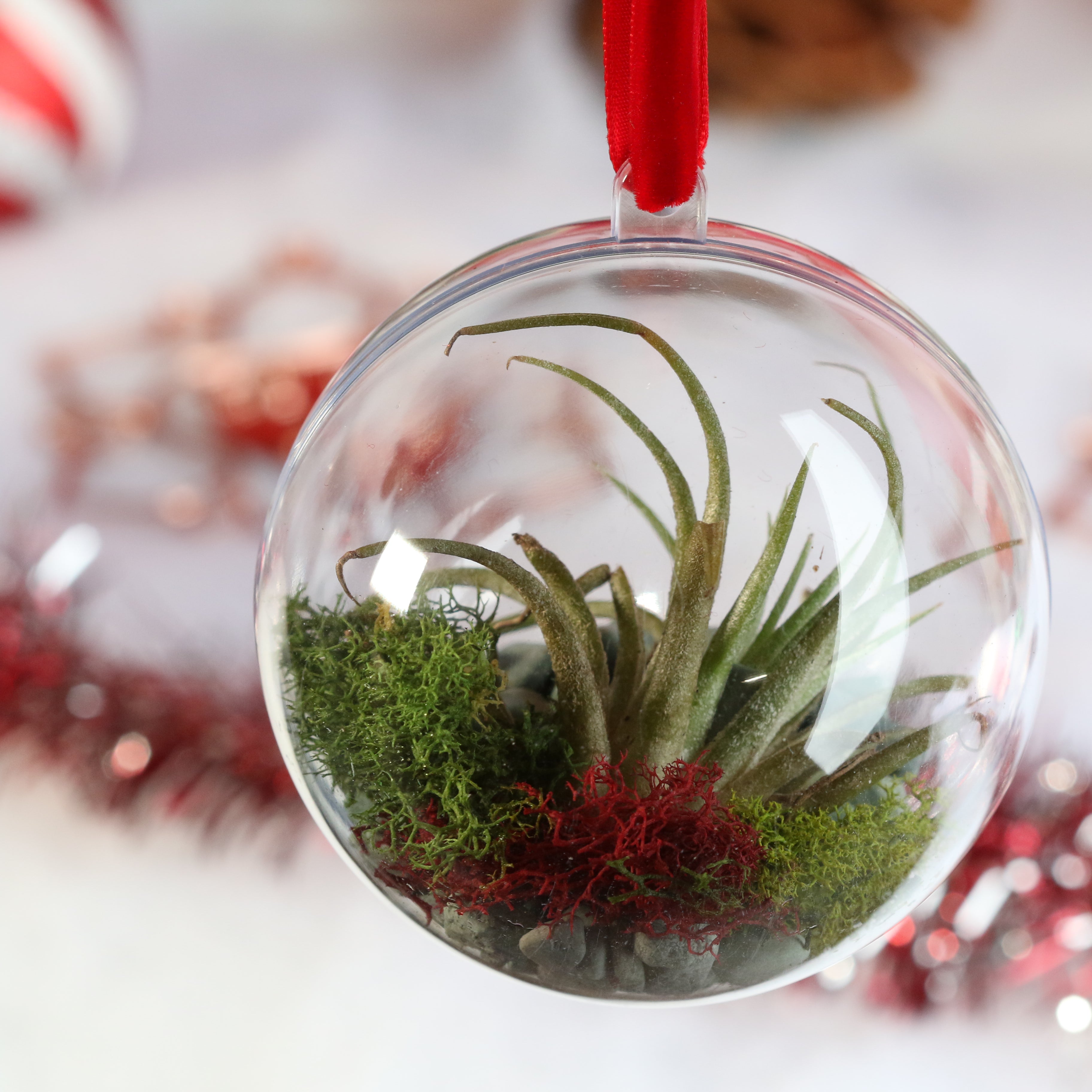 Tillandsia Air Plant Ornament