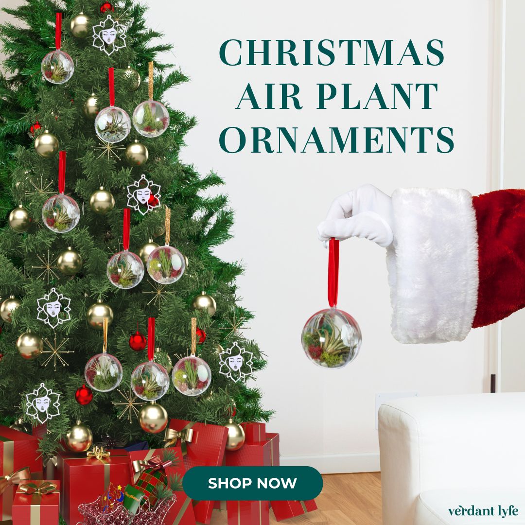 Tillandsia Air Plant Ornament