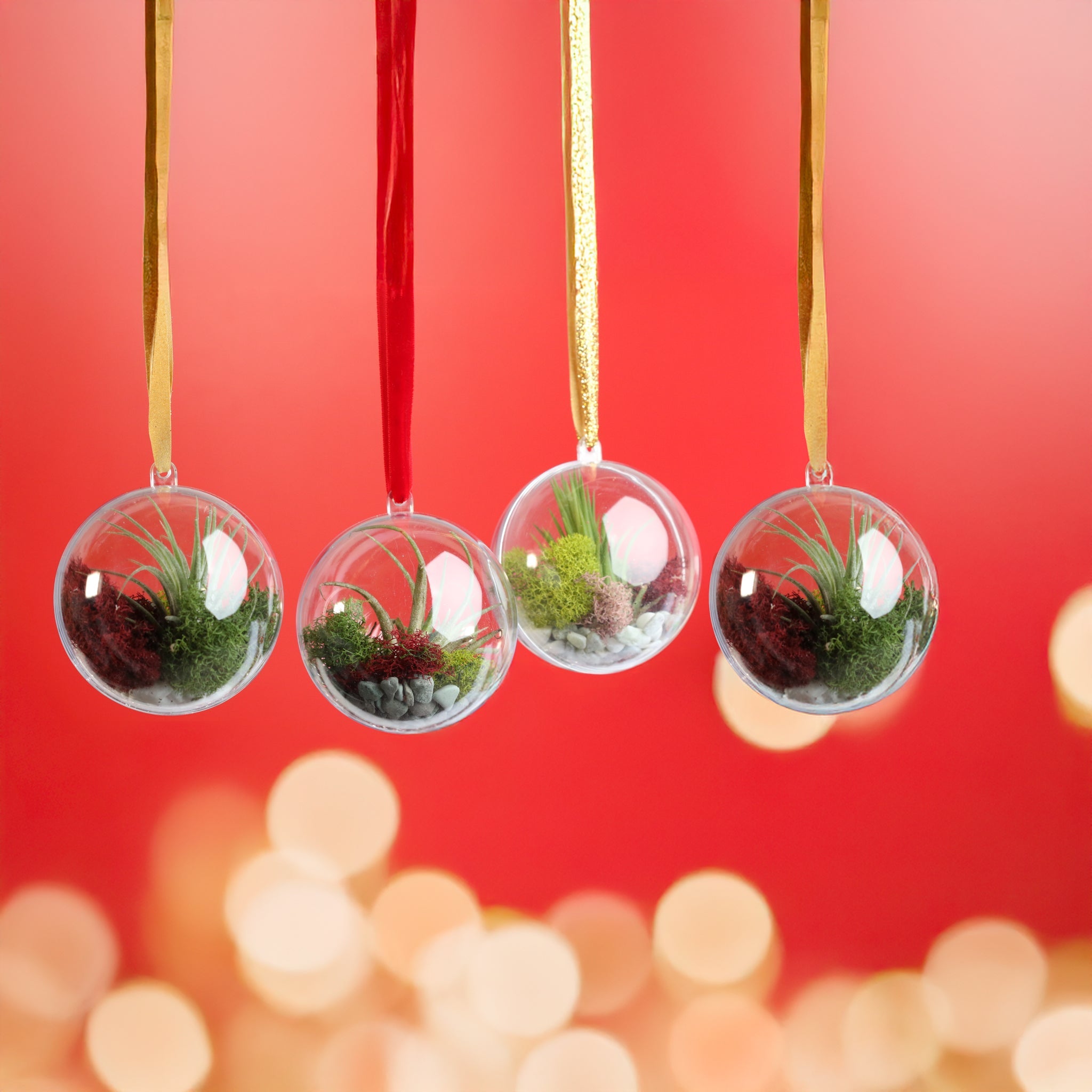 Tillandsia Air Plant Ornament