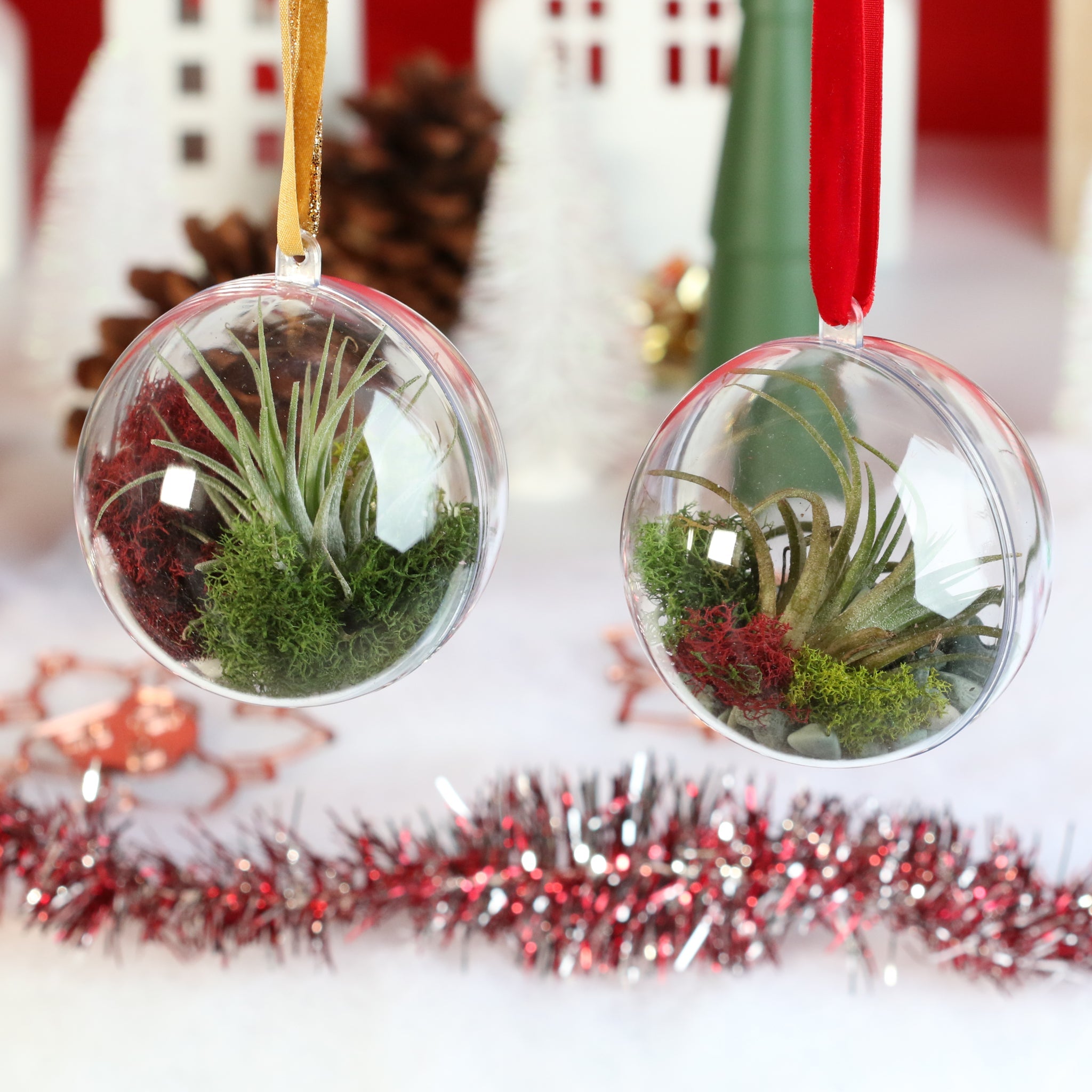 Tillandsia Air Plant Ornament