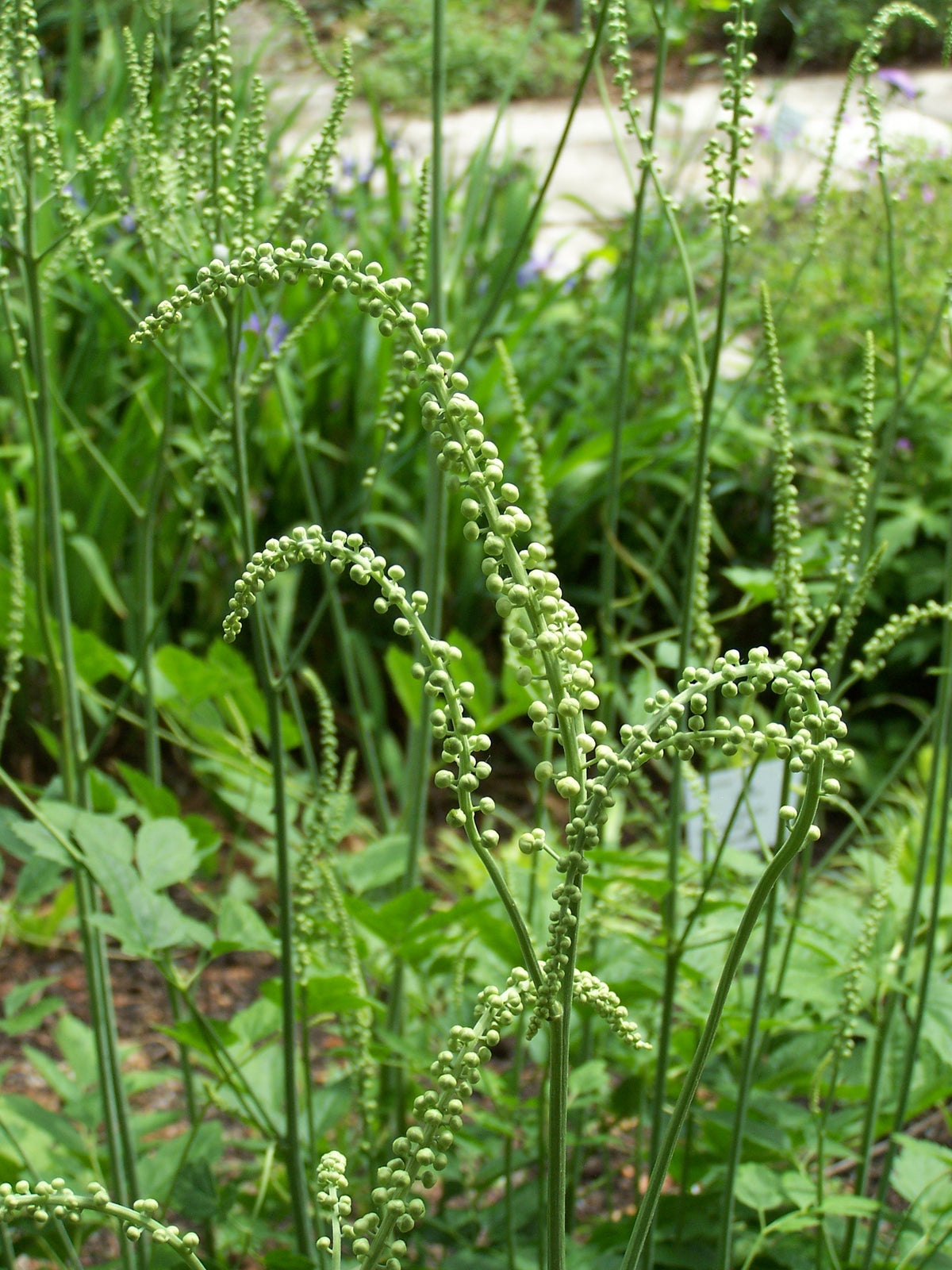 250 Black Cohosh Seeds - Cimicifuga racemosa - Non-GMO Medicinal Plant