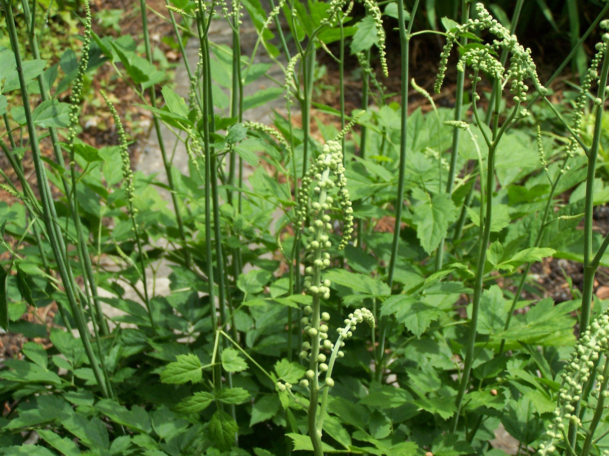 250 Black Cohosh Seeds - Cimicifuga racemosa - Non-GMO Medicinal Plant