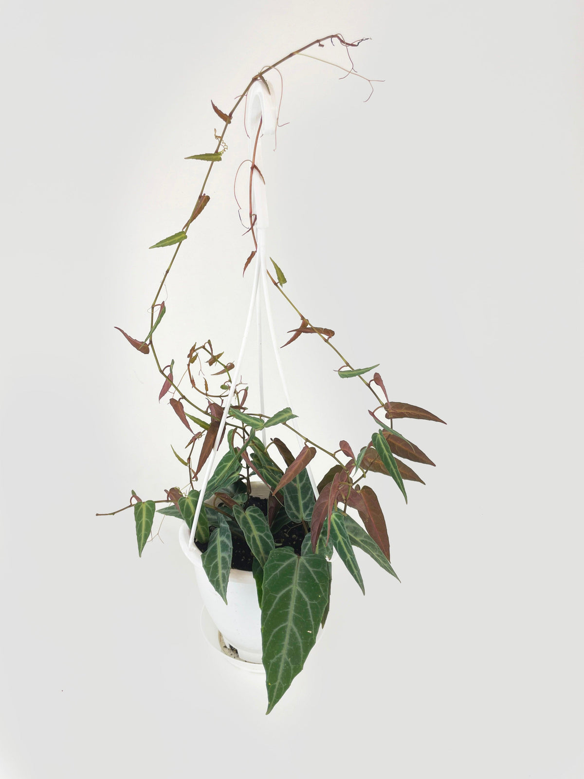 Cissus Amazonica