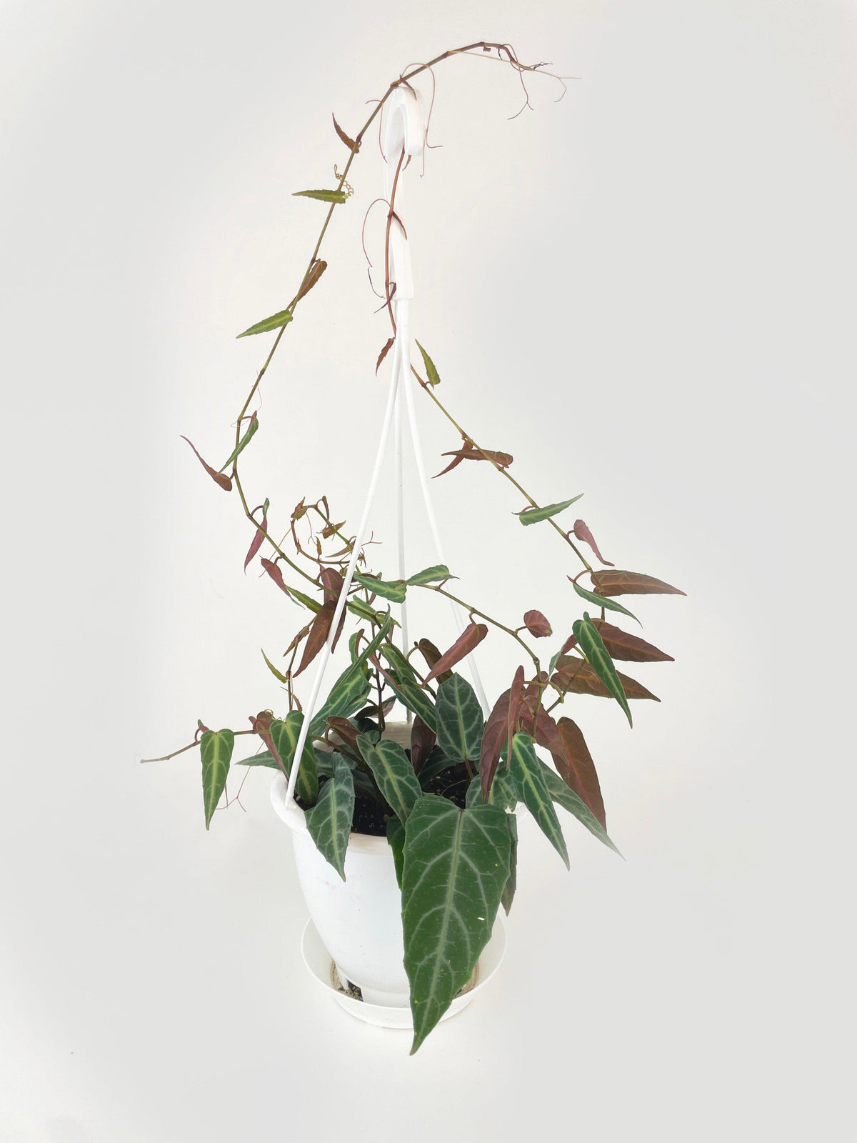Cissus Amazonica