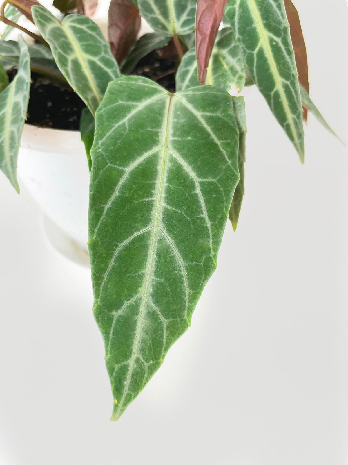 Cissus Amazonica
