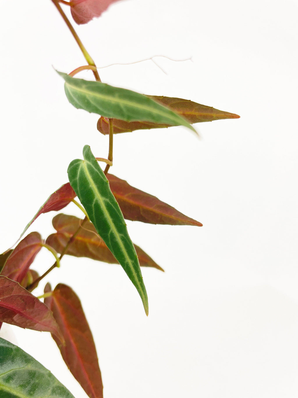 Cissus Amazonica