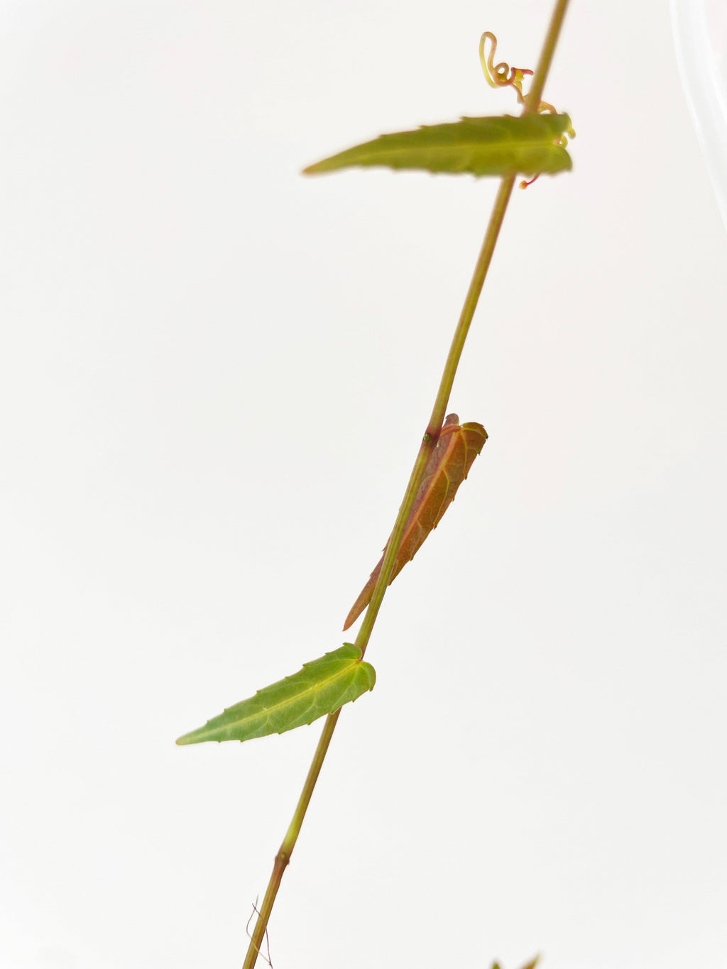 Cissus Amazonica