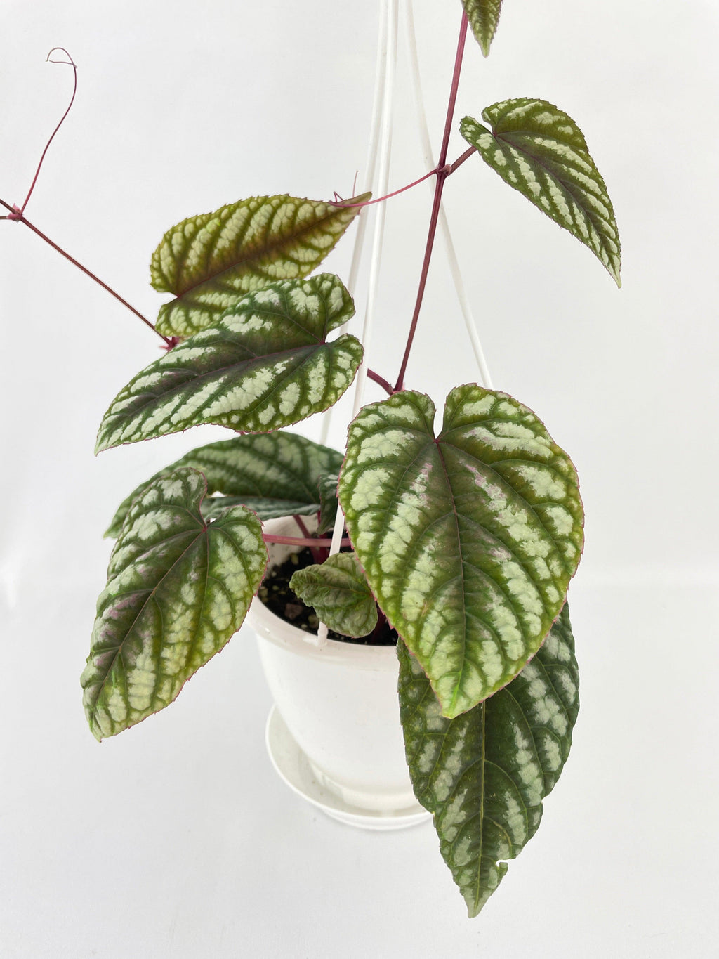 Cissus Discolor