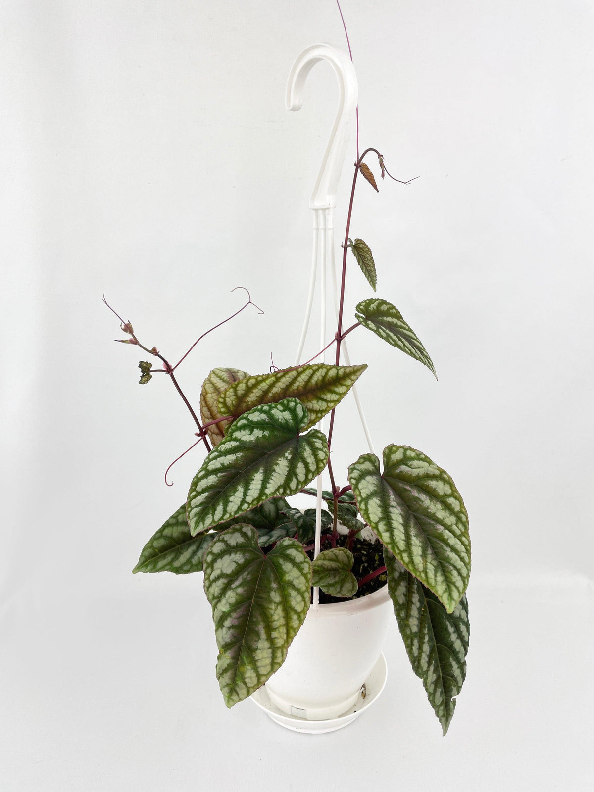 Cissus Discolor