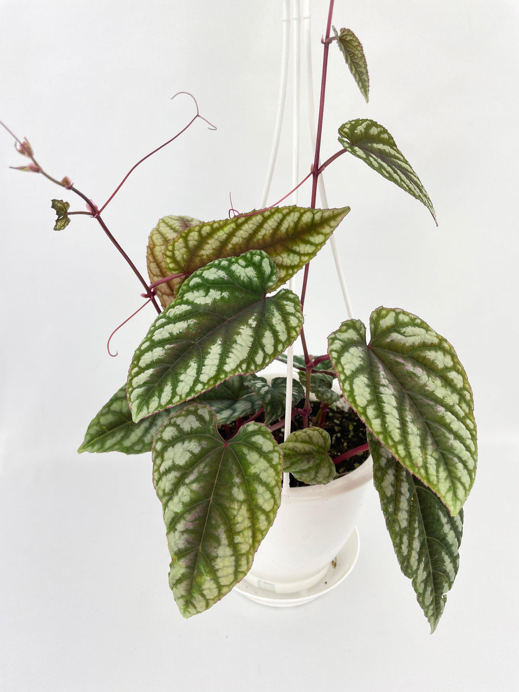 Cissus Discolor