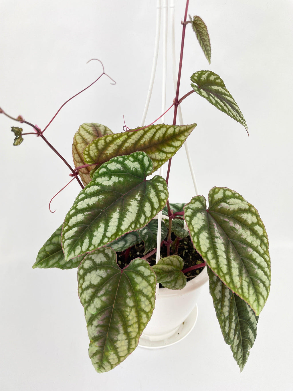 Cissus Discolor