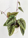 Cissus Discolor
