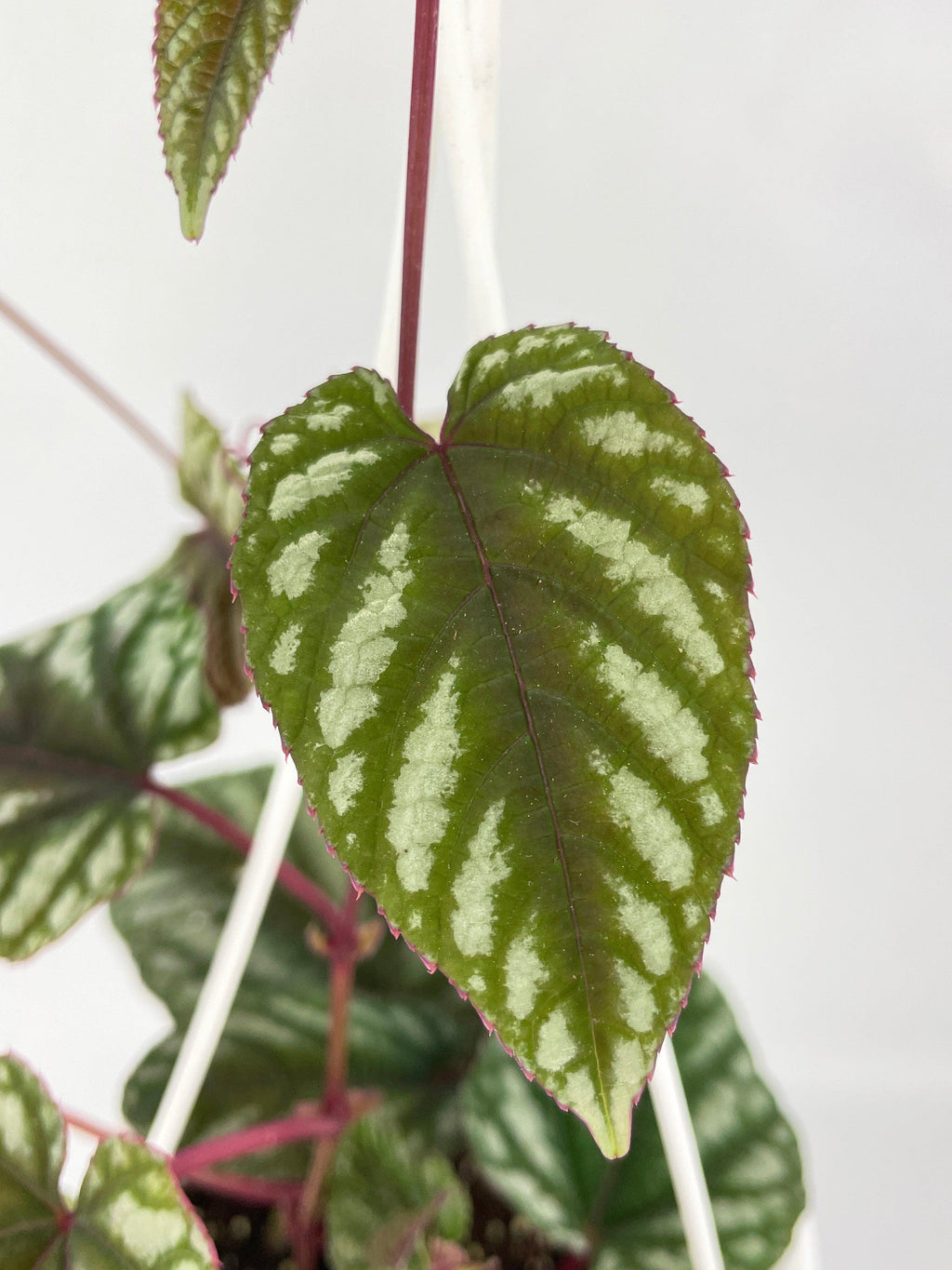 Cissus Discolor