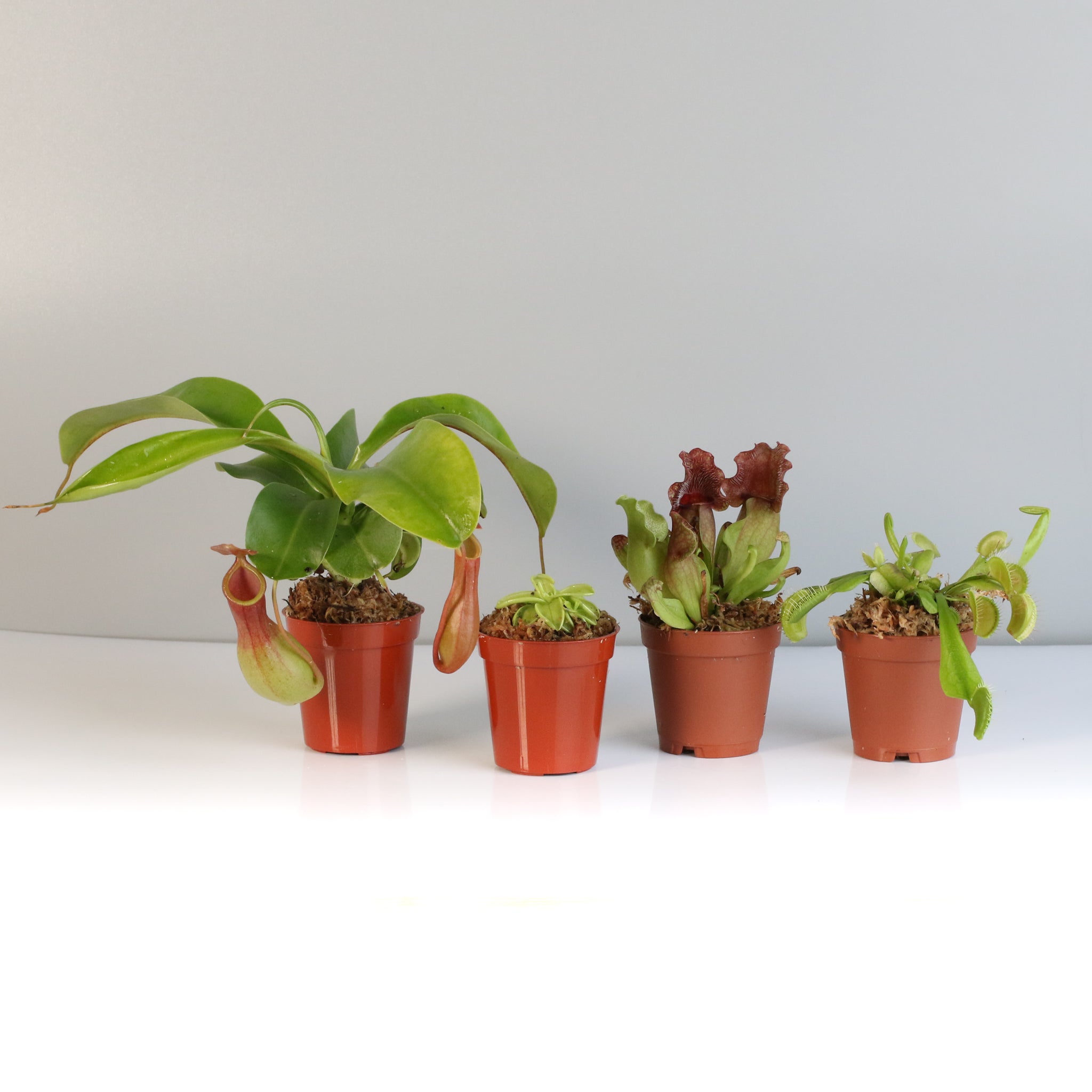 Savage Quad Carnivorous Plant Bundle
