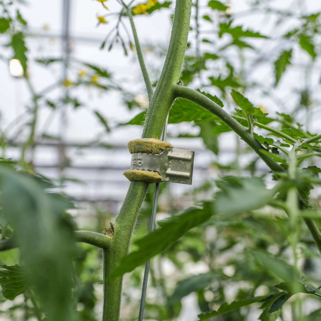 Qlipr Trellising System