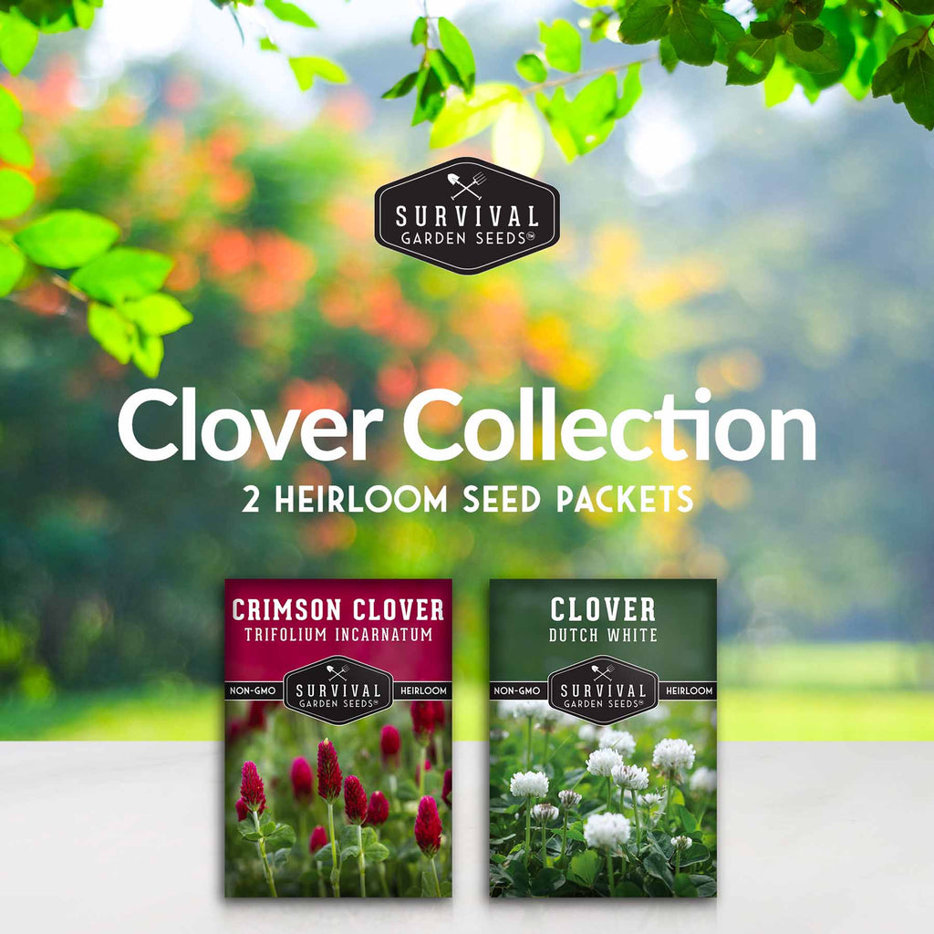 Clover Seed Collection – Dutch White Clover & Crimson Clover for Soil Building, Ground Cover & Pollinator Gardens