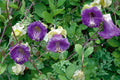 Cobaea Scandens Vine 10 Seeds, Cup & Saucer Climber, Cathedral Bells
