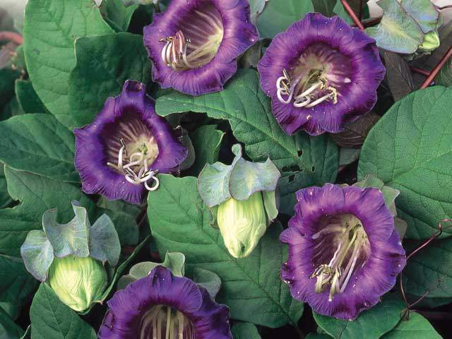 Cobaea Scandens Vine 10 Seeds, Cup & Saucer Climber, Cathedral Bells