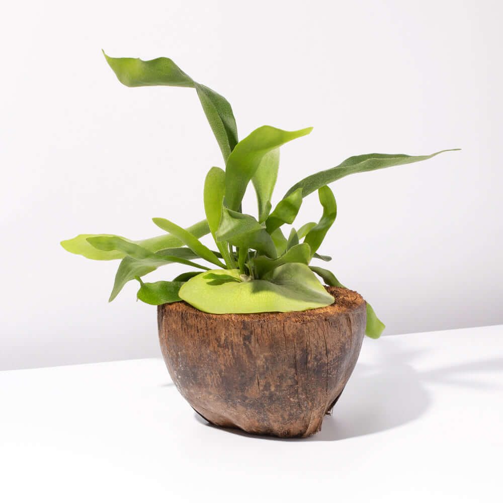 Staghorn Fern – Platycerium bifurcatum 'Elkhorn’