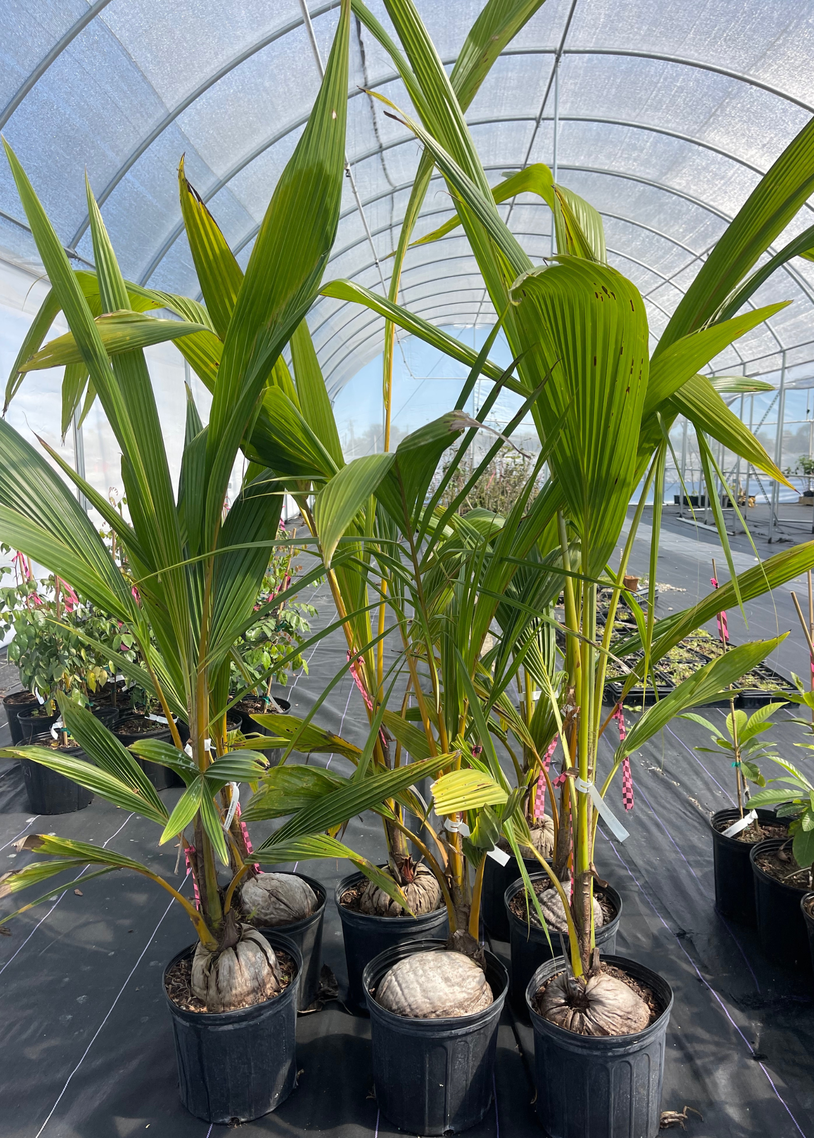 Coconut Palm Tree (Cocos nucifera)