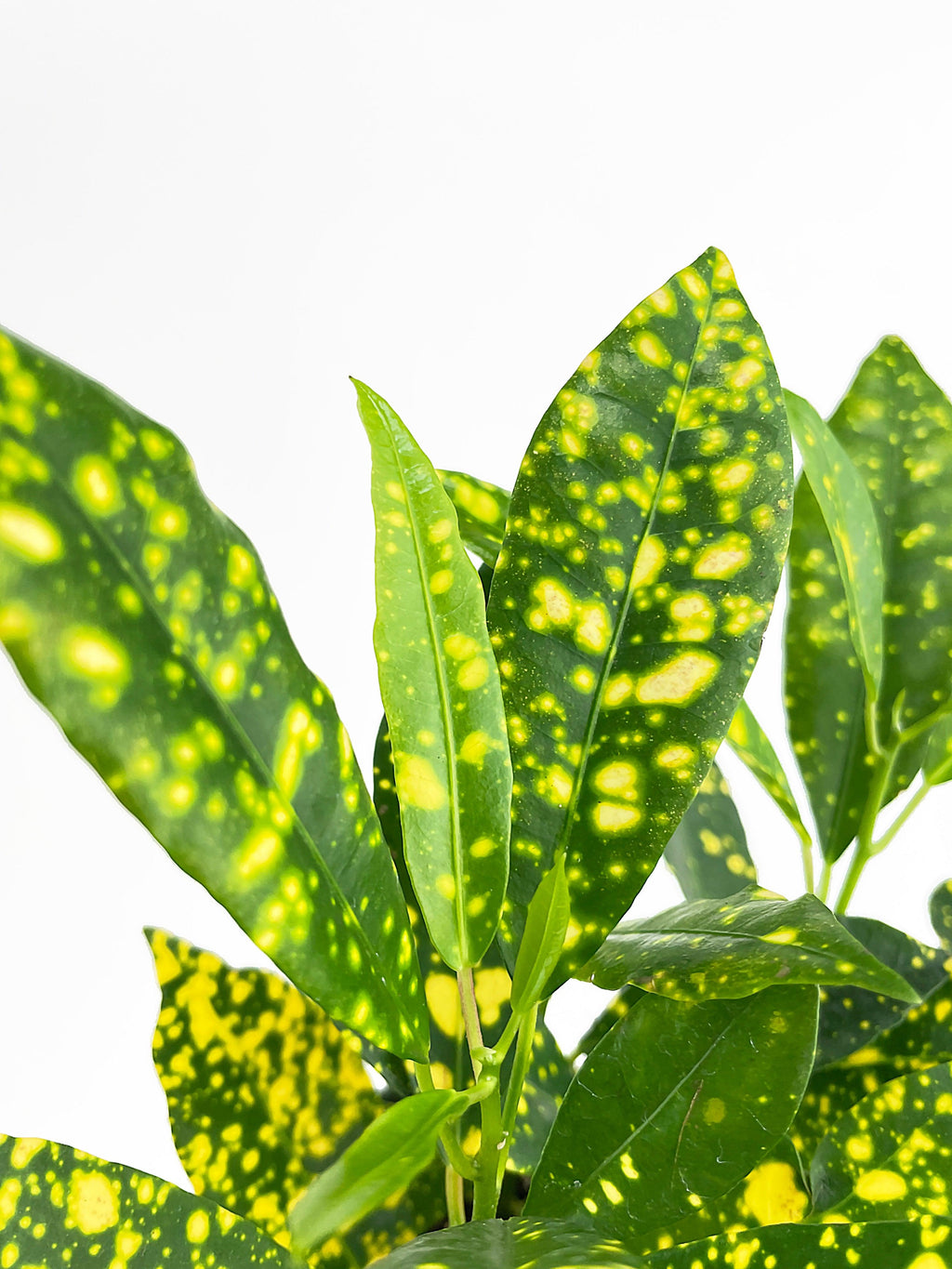 Codiaeum 'Gold Star Dust' Croton