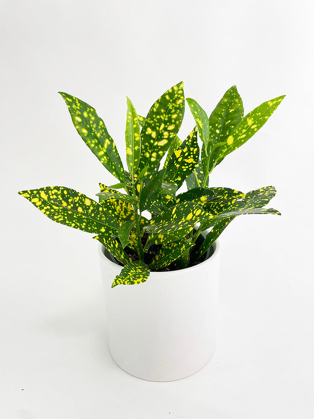 Codiaeum 'Gold Star Dust' Croton