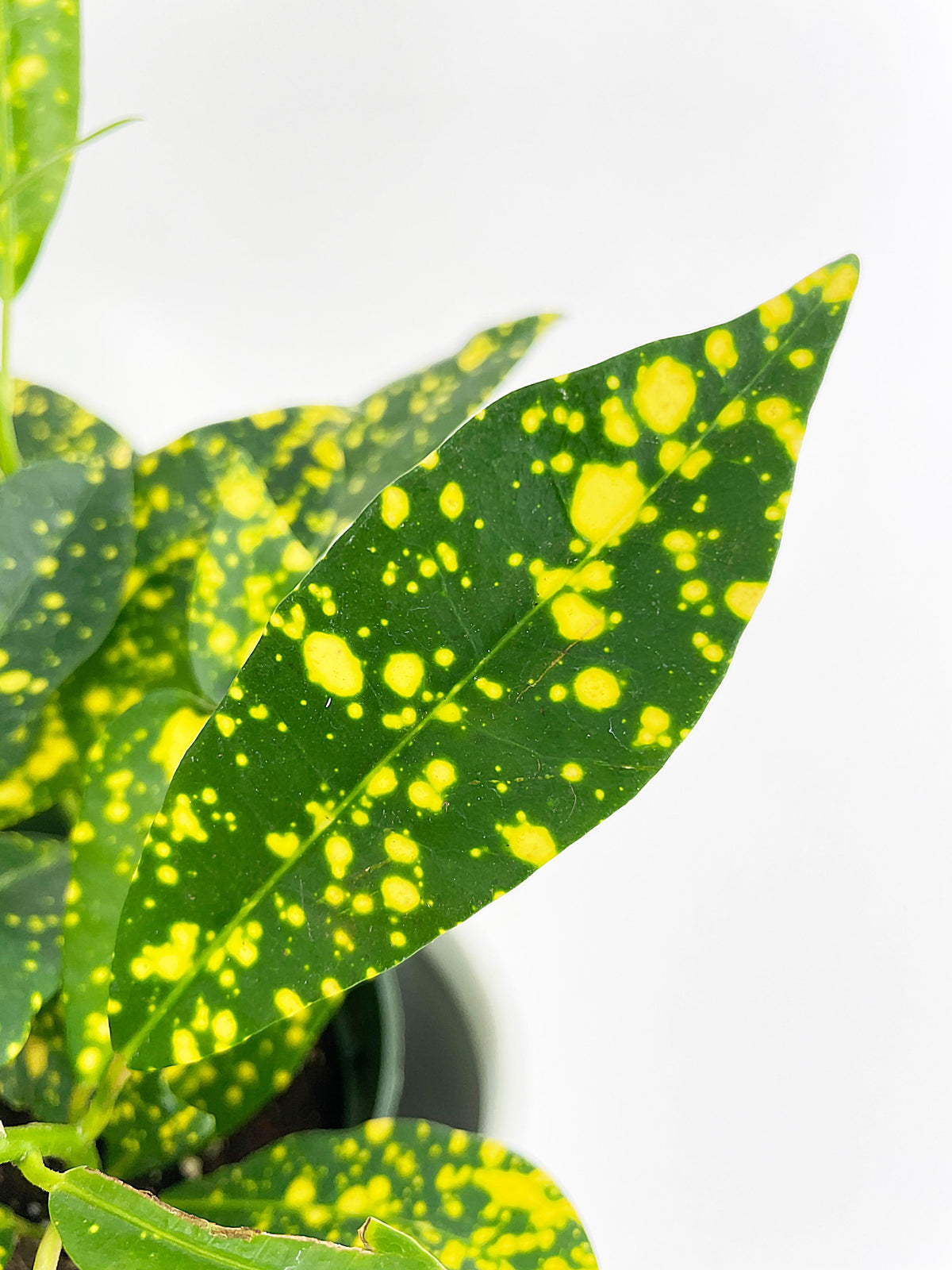 Codiaeum 'Gold Star Dust' Croton