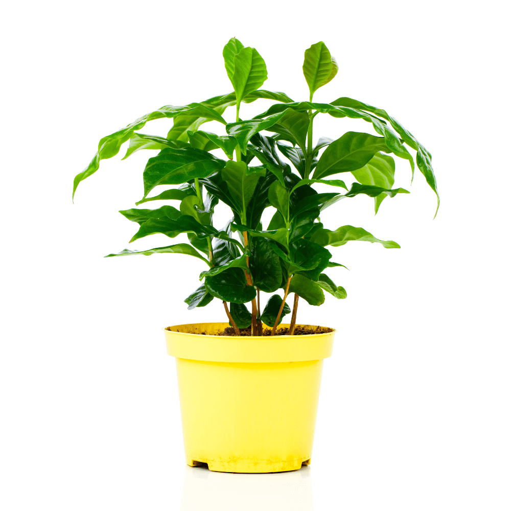 Coffee Plant