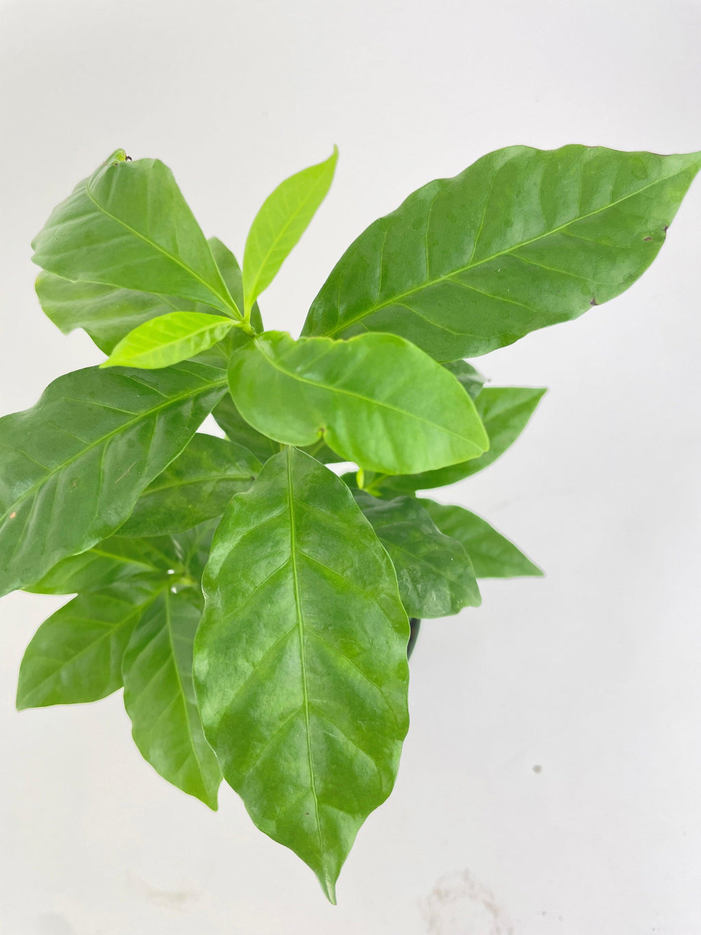 Arabica Coffee Plant "Coffea"