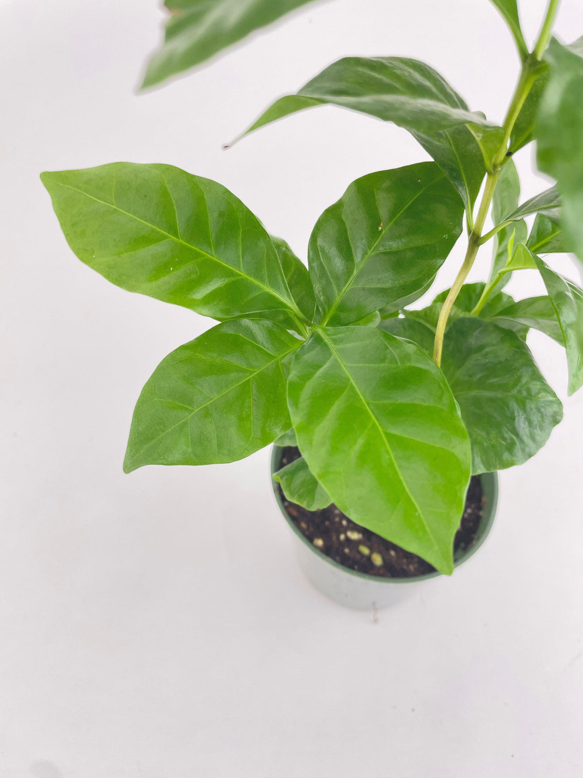 Arabica Coffee Plant "Coffea"