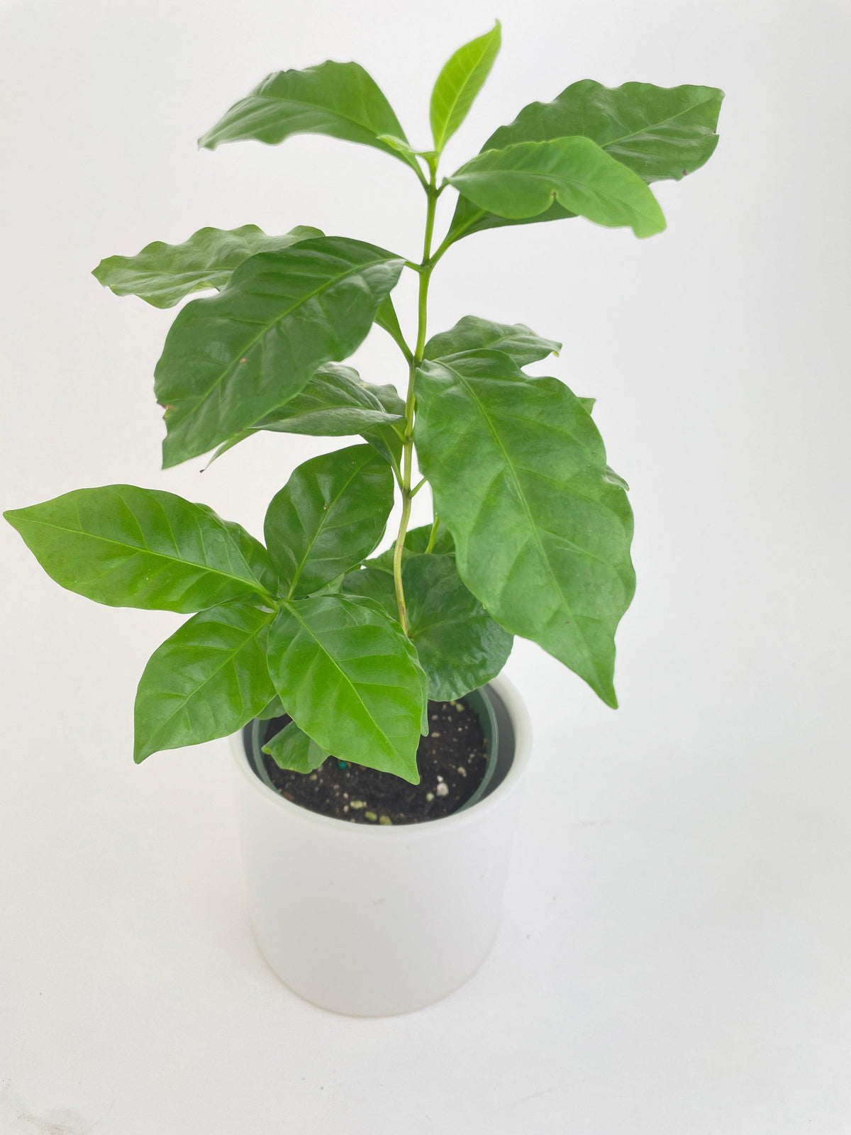 Arabica Coffee Plant "Coffea"
