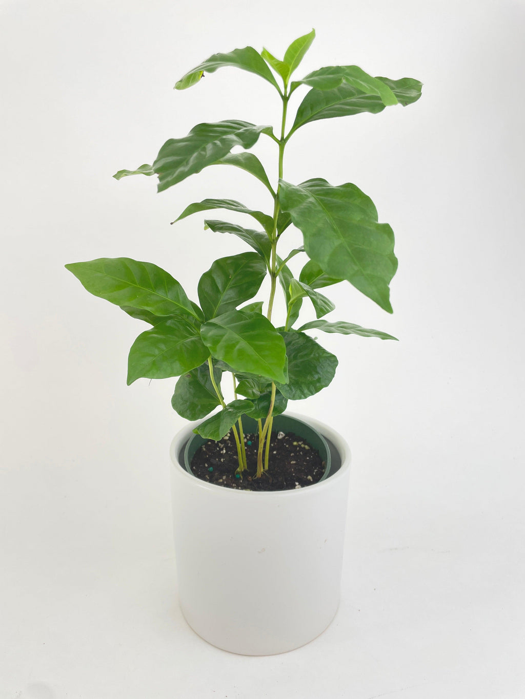 Arabica Coffee Plant "Coffea"