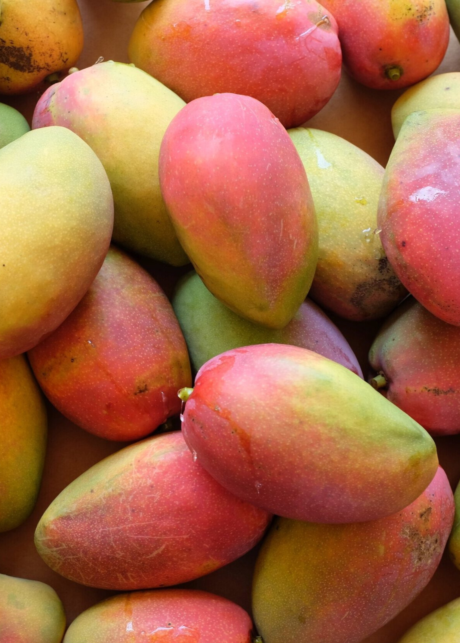 Mango 'Cogshall' (Mangifera indica)
