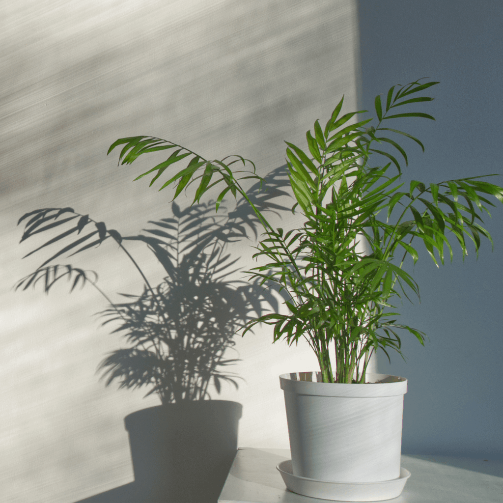 Parlor Palm Neanthe Bella Plant